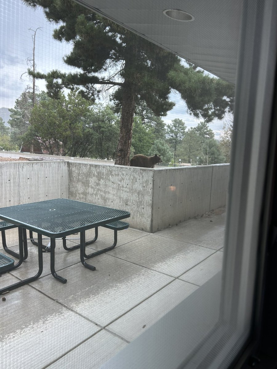 mrs_janusz's tweet photo. Last Friday I happened to glance out my office window and saw this little cutie walking right past! I love my small mountain town!! 

#tigerpride #newmexicoedu #elemprincipal https://t.co/1msFkLWctG