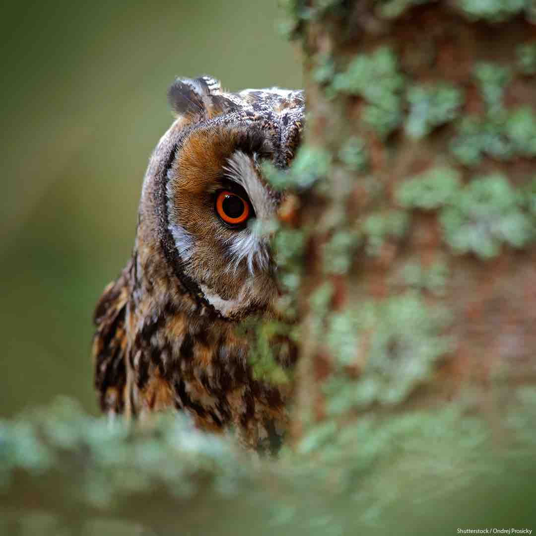 UNESCO's tweet photo. We are responsible for 75% of the destruction of ecosystems on earth.

🟢 738 Biosphere Reserves
🟢 257 natural #WorldHeritage sites
🟢 177 UNESCO Global Geoparks

are living proof that we can live in harmony with nature.

Let’s take action #ForNature: https://t.co/AU2Snsf1Kt https://t.co/D42A2lXO1W