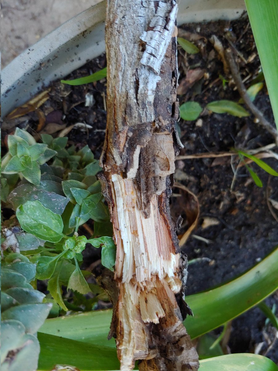 HobbesCarlota's tweet photo. Thread:
#TreeRose "Love" is injured due to #Hilary. My flock was very enthusiastic about their potential delicious rose dinner.
On careful inspection, I noticed that the very unusual wet weather had started what #TropicalStormHilary finished. 1/2
#roses #gardening https://t.co/PDzhu084oX