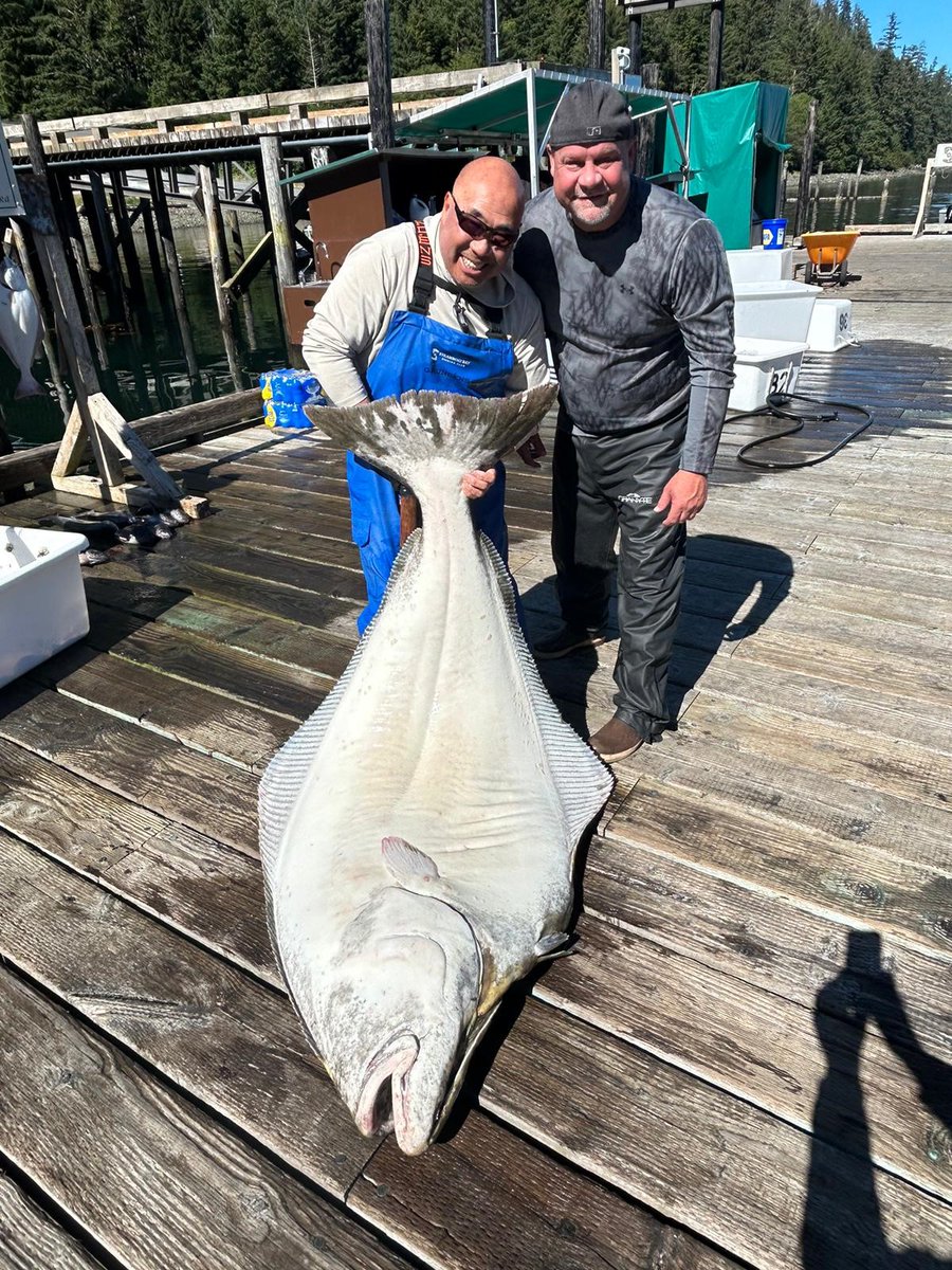 SteamboatBay's tweet image. Check out this 251.5lb Halibut caught today!
Jason Jung and his group brought in this massive fish - with the guidance of Captain Wayne Wu on boat #34. Congratulations!

Check out our website: steamboatbay.com 
#SteamboatBayFishingClub #AlaskaFishing #Fishing #BigHalibut