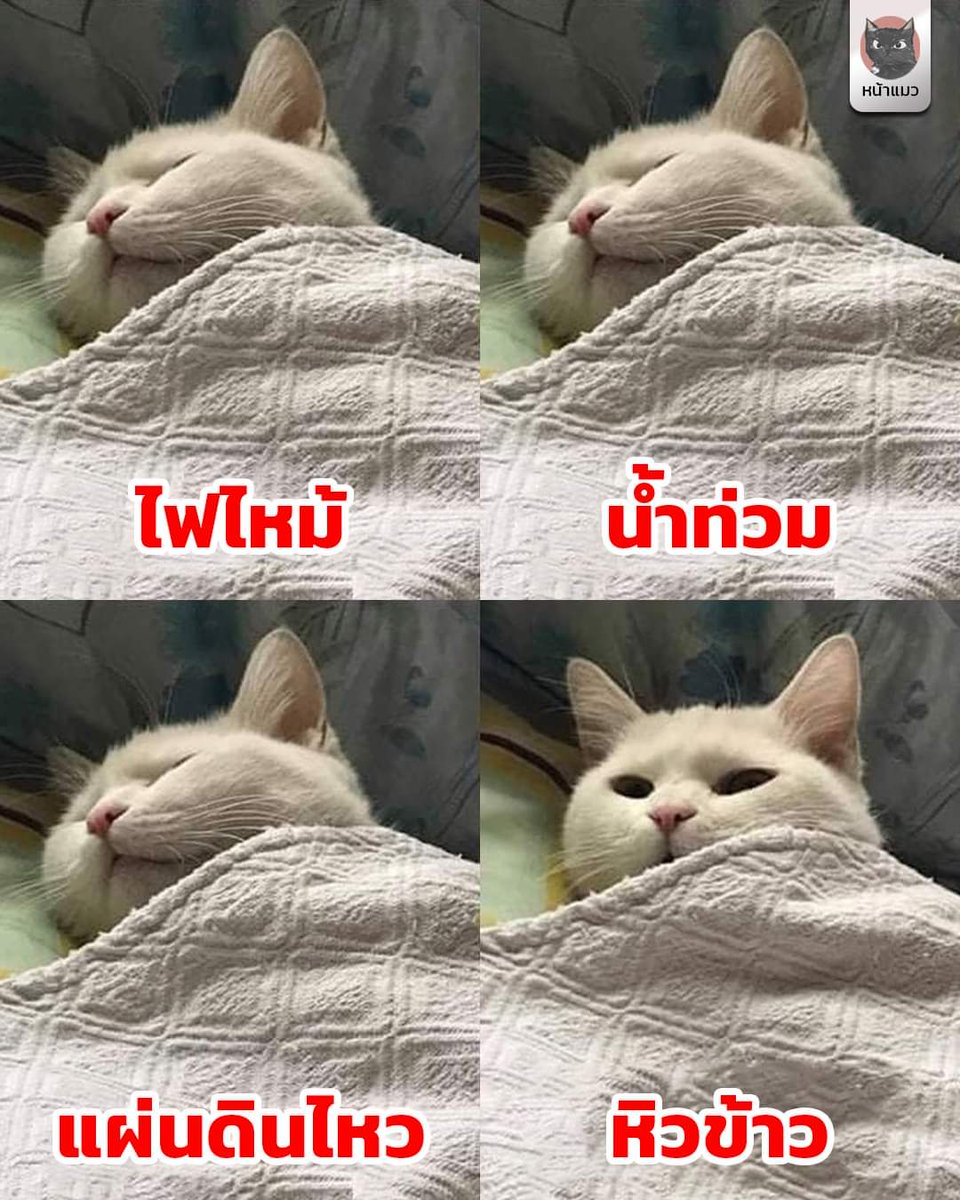 nicha_nicha_an's tweet image. 555555555555555555555555555555555
cr: หน้าแมว