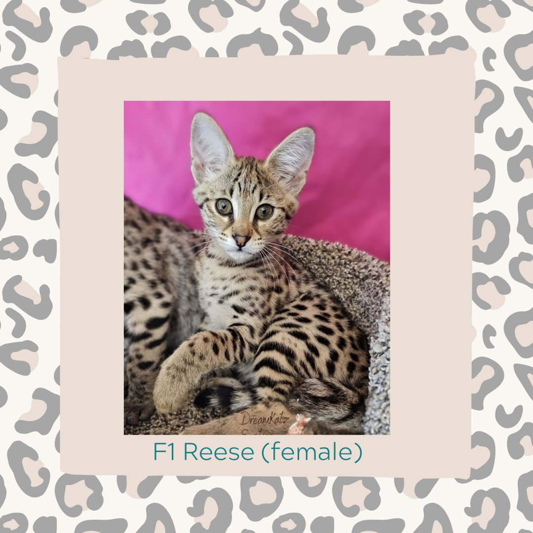 Dreamkatz Exotics Savannahs tweet media