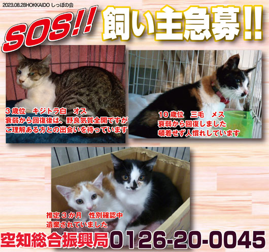 shipponokai's tweet image. ⚠️北海道内保健所情報　収容犬猫全117頭
飼い主探しノート全道掲載数313頭
岩見沢保健所では負傷猫で収容された2頭の猫と由仁支所には遺棄された子猫2頭が出会いを待っています。

空知総合振興局：電話　0126-20-0045
sorachi.pref.hokkaido.lg.jp/hk/kks/kainusi…
＃保健所