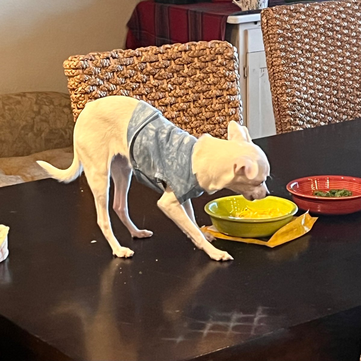 Our dog is being a shithead tonight.