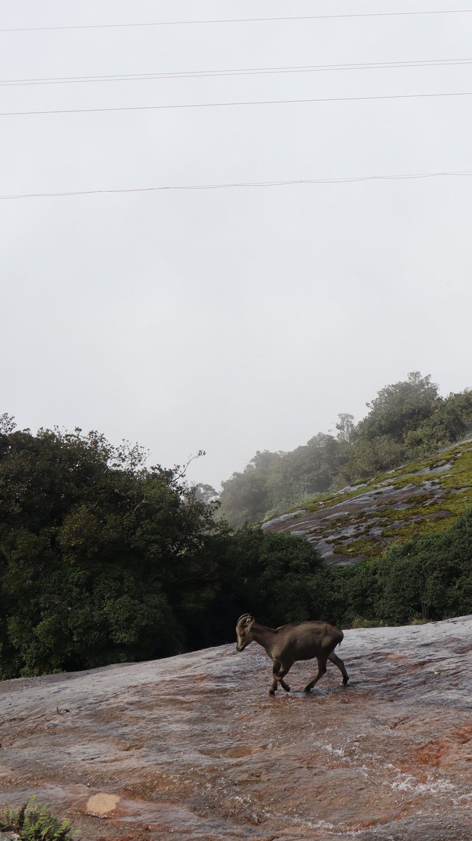 Nilgiri Tahr 

#keraladiaries #munnar #Nilgiris