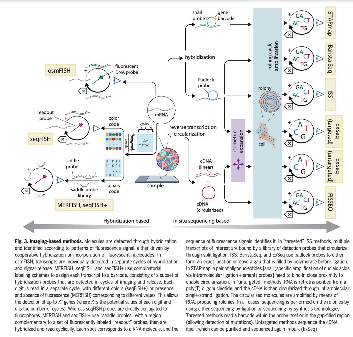 BioDecoded's tweet image. The dawn of spatial omics | Science
science.org/doi/10.1126/sc…

#SpatialOmics