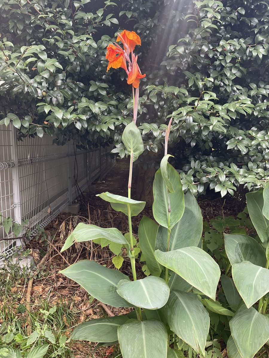 東大の裏門前に咲いていました。

なんのお花でしょうか？🤔