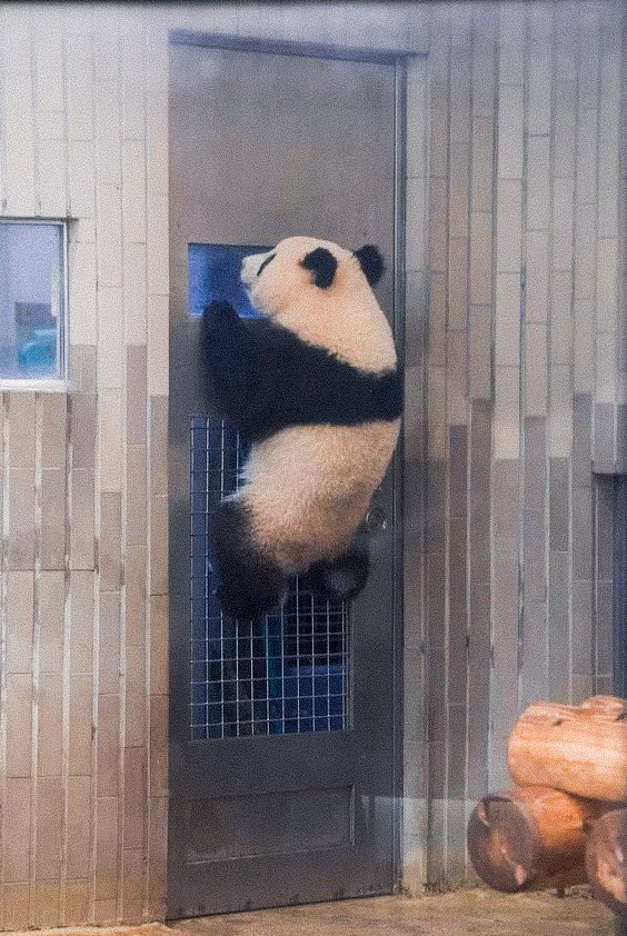 danu_koso's tweet photo. Panda Science Enlightenment Spectacle
Se ve tan lindo espiando.🫣🫣
#ourpanda #Temblor #DCRP https://t.co/5LD1YMcjMU