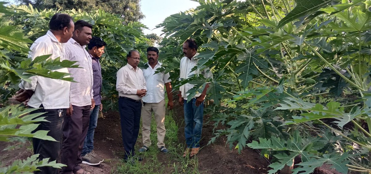 Papaya Plants all grown up and set to fetch #BetterYieldGreaterProfits 

Book your plants TODAY from the “Hi Tech Plant Factory” by #JainIrrigation 🌱 🏭 

#AgTech #Agri #Agriculture #PlantingMaterial #CropCare #JainIrrigation #JISL