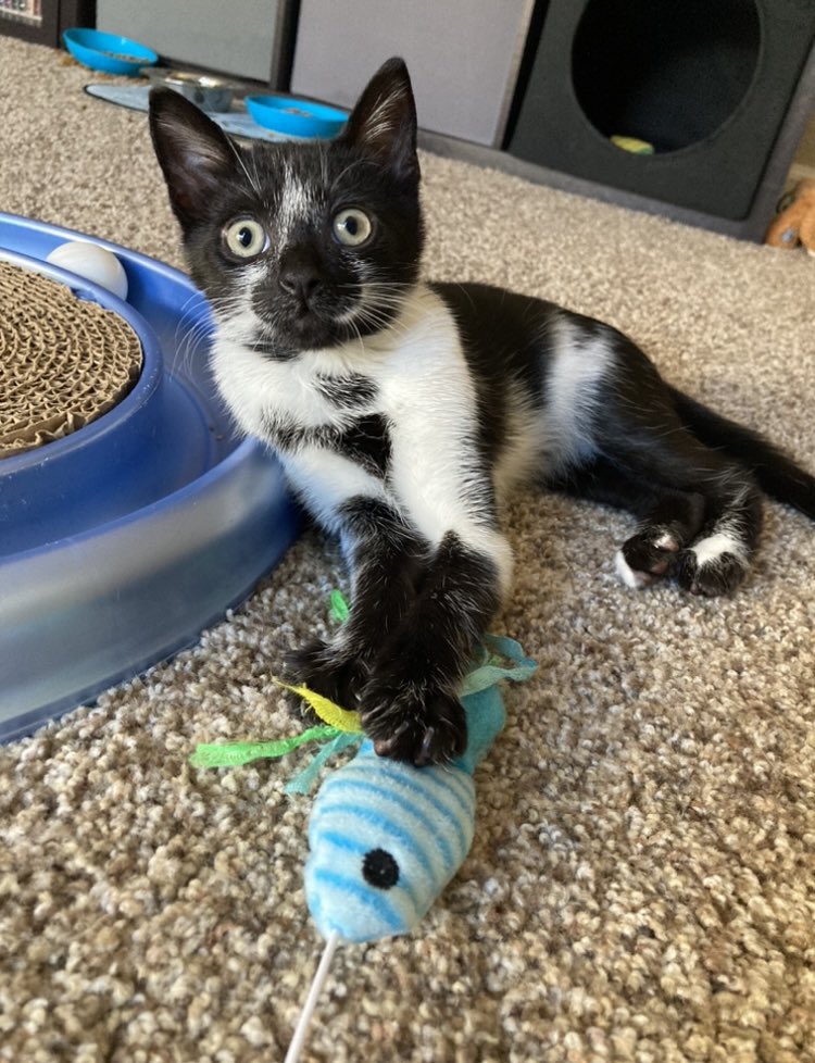 Squid is absolutely insane 😂 But if I play <a href="/piercetheveil/">Pierce The Veil</a> Falling Asleep On A Stranger he chills out. 💯 my cat 🦑