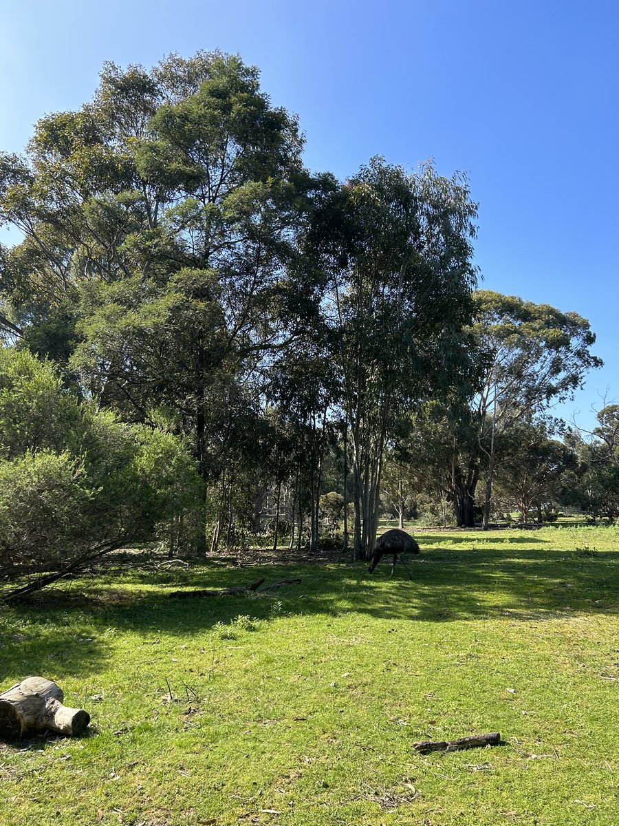 GarveyMrs's tweet photo. We are now learning about the Aboriginal people’s connection to the land @stpeterssws @stpeterssws https://t.co/B7LDRgRLjv