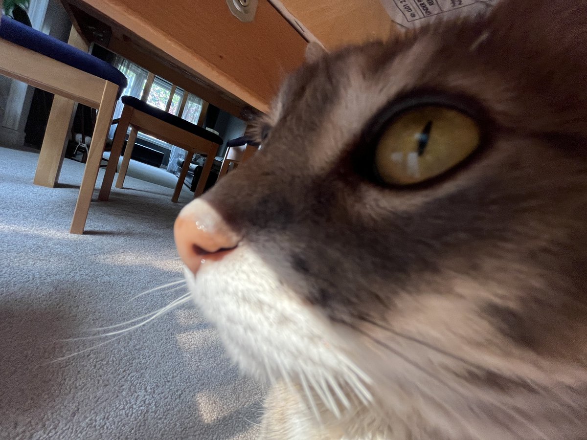Welcome back friends hope u had a great summer 😘
#CatsOfTwitter #CatsOnTwitter #cats #TabbyTroop #sunday