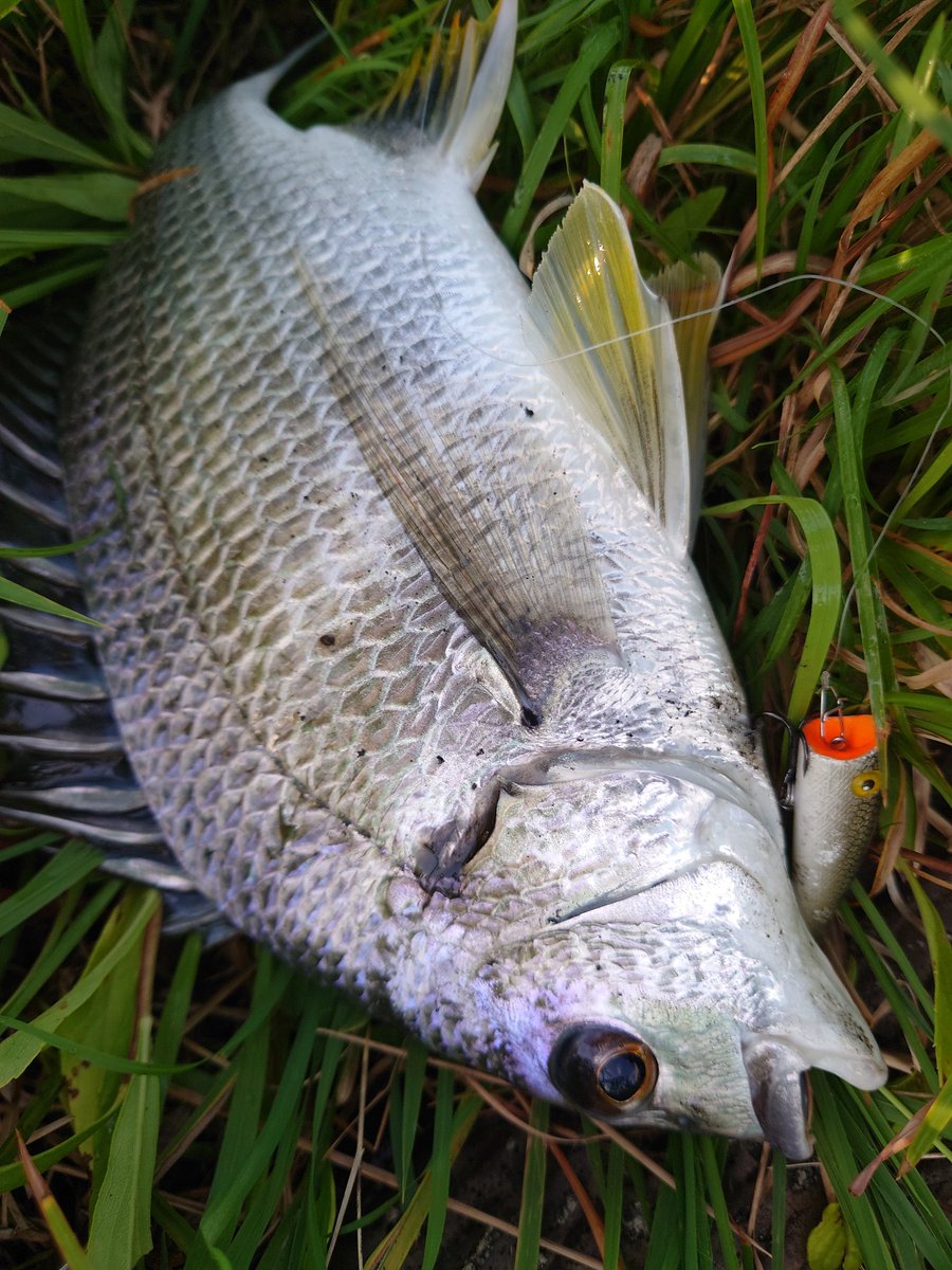 kuesuke_jp's tweet photo. Because of the weak tide that day, only one fish was caught.
#fishing #seabream #popr https://t.co/C36mPecJgu