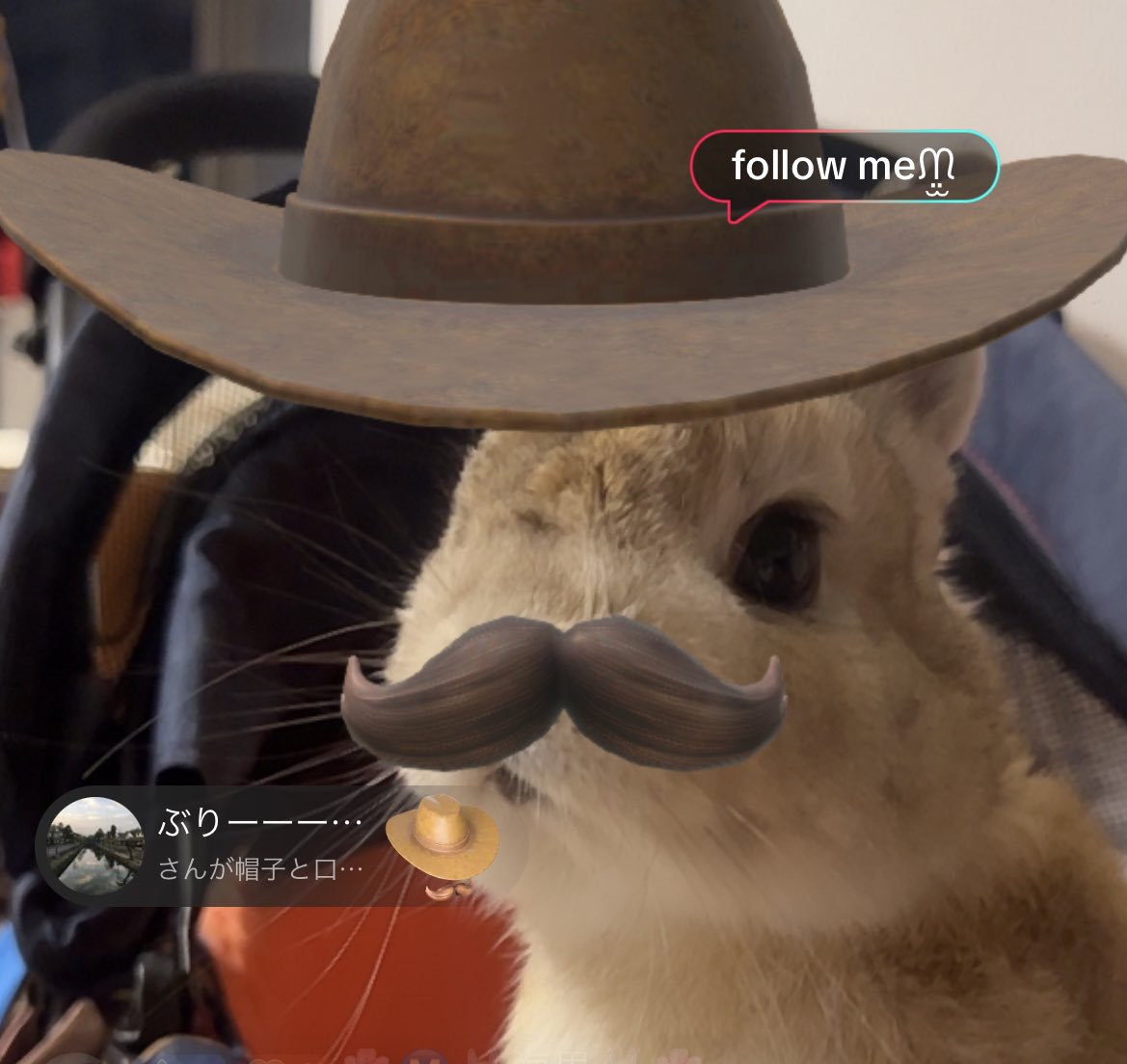 怪盗らてぴ🥸🎩ｳﾋﾋﾋ

#うさぎ #うさぎのいる暮らし #ネザーランドドワーフ