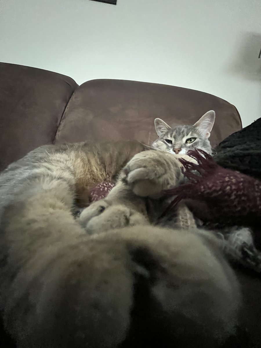 up close and personal with my stinky toe beans 
#cats #cute #CatsOnTwitter #CatsOfTwitter #TuesdayFeeling
