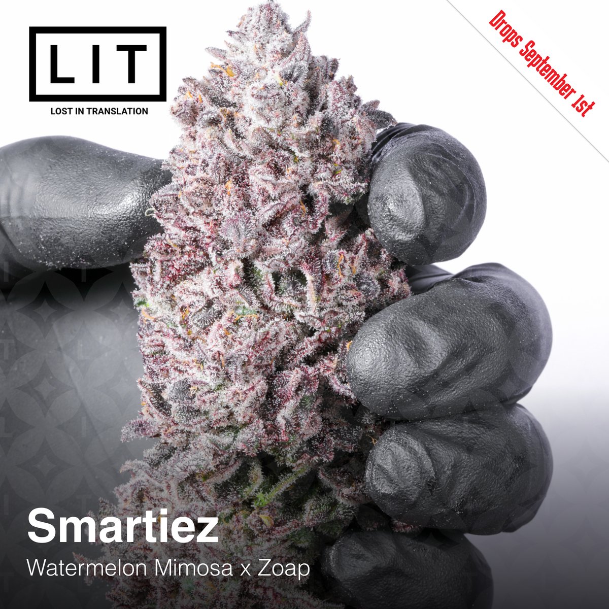 LitFarms's tweet image. Smartiez ( #WatermelonMimosa x #Zoap )
LABOR DAY BLOWOUT SALE
$100/12 seeds and $60/6 seeds

Drops September 1st @ litfarms.com

#SmartiezStrain #litfarms #laborday2k23