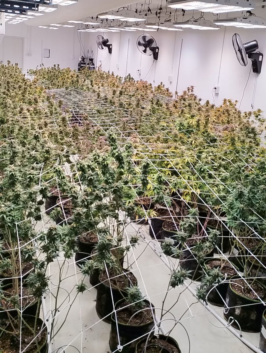 WeWeed_NFT's tweet photo. GM! Here are latest photos from the farm 🤗
#NFTs #digitalownership #cannabisfarm https://t.co/A7PwfHv9jw