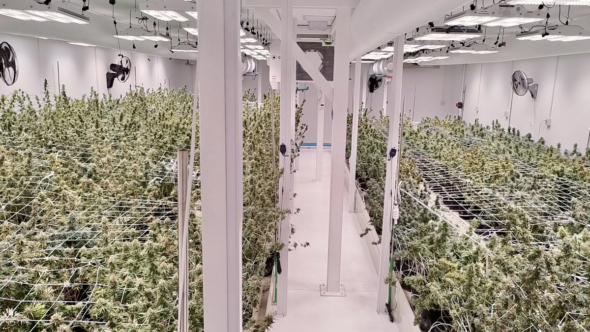 WeWeed_NFT's tweet photo. GM! Here are latest photos from the farm 🤗
#NFTs #digitalownership #cannabisfarm https://t.co/A7PwfHv9jw