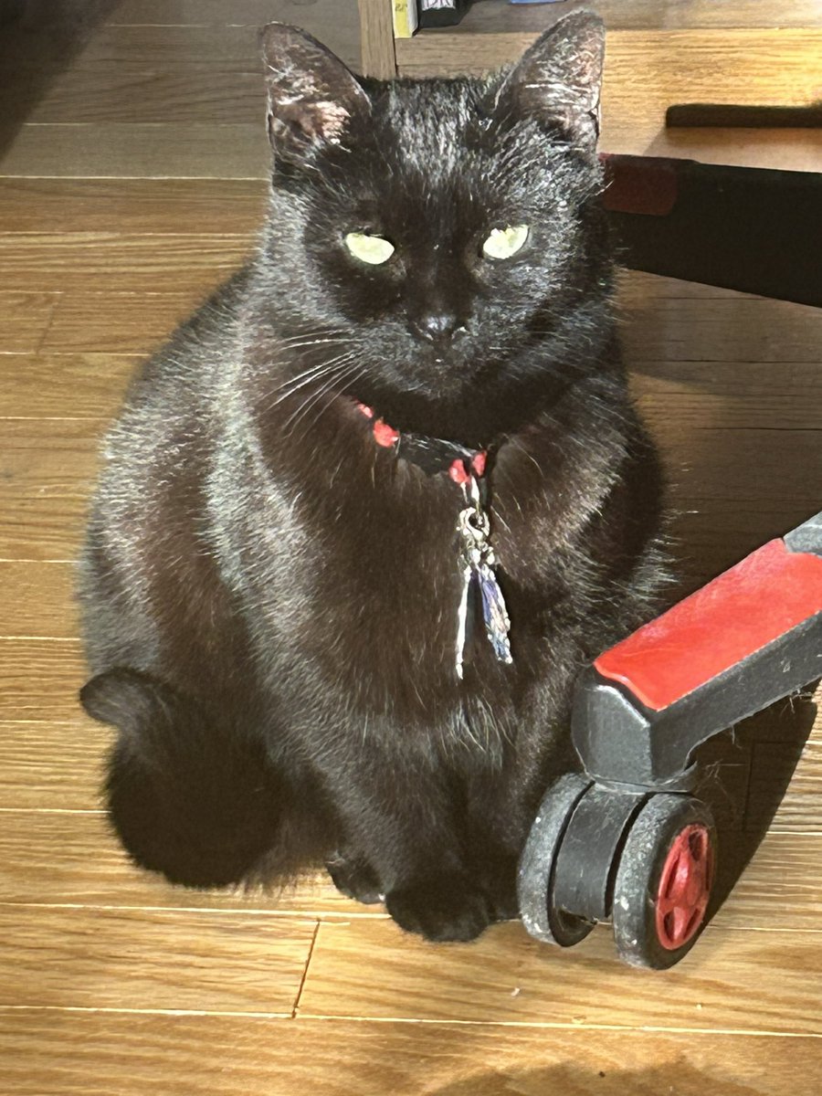 Today was a Blahhhh kinda of day…..here’s a picture of my cat!
#CatsAreFamily #CatsofTwittter #BlackCat #catparents