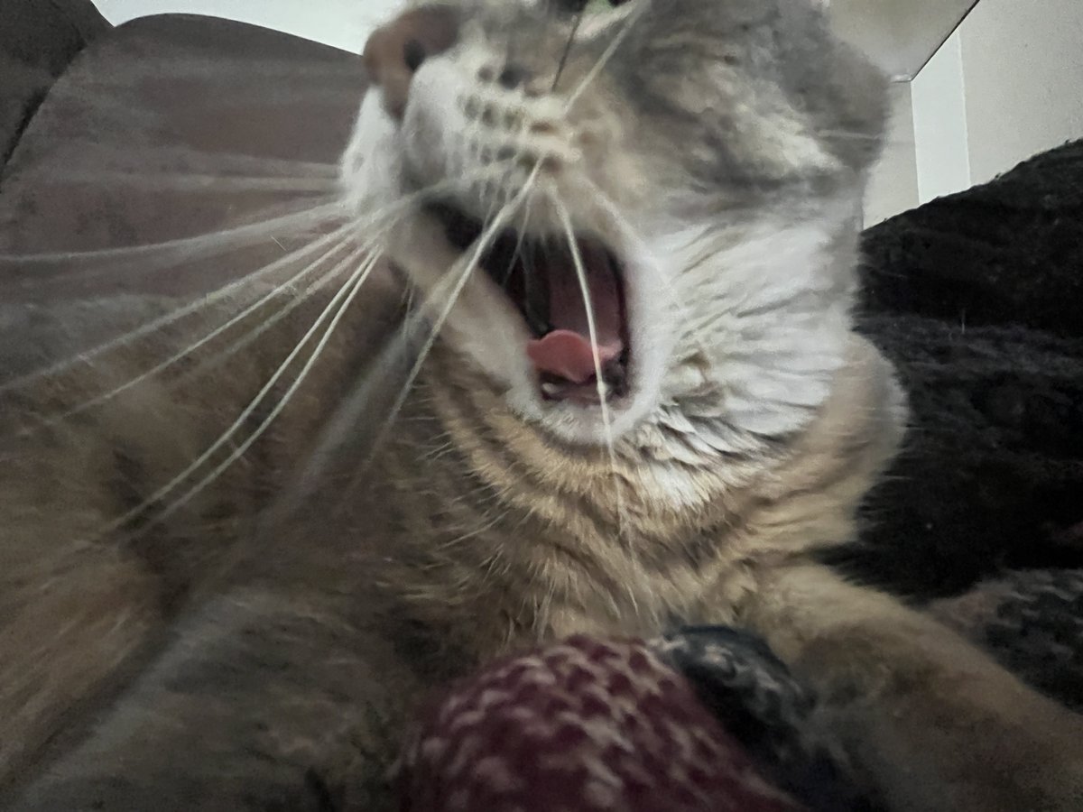 my face when I realize that I havent posted in 3 months😫😭:
#CatsOfTwitter #CatsOnTwitter #cats #cute #Wednesday #TabbyTroop