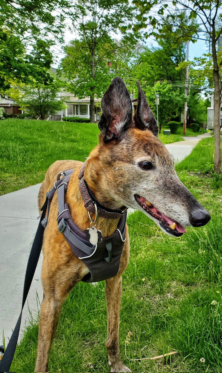 Greyt Gal (on Post & Spoutible) tweet media