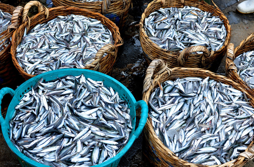 TrungTPhan's tweet photo. Ketchup descends from fish sauce. 

It's a wild story on global trade that dates back to 300-200 BC.

In two parts of the world, a sauce was made from oily fish guts (anchovies, sardines) mixed with salt and herbs that was fermented for months in the sun.

Ancient Greece called it garum while Ancient China called it kê-chiap (Hokkien for "brine of pickled fish").

Garum later became popular in the Roman empire but disappeared as trade routes with coastal production centres were disrupted. Fermented fish sauce fell out of favour in China but — thankfully — it became and stayed a staple in Southeast Asia.

Fast forward to the 16th century, Chinese seafarers were re-introduced to fish sauce while trading with Vietnam (called nước mắm) and Thailand (nam pla).

These same Chinese explorers transported the sauce  back to China and modern-day regions of Indonesia, Malaysia, Hong Kong etc.

Soon, Dutch and British traders made contact with the fish sauce — which travels very well because it's fermented — and took it home.

Back in Europe, the fish sauce was often recreated by substituting the fish for other local ingredients that could bring out the dark brown hue (walnuts, mushrooms, mussels). 

Remember the Hokkien name? Kê-chiap. The name was adapted to "ketchup" or "catsup" and given to all these remixes. 

Over the next 200 years, the sauce took a total detour from the OG recipe (Worcestershire sauce is one of the off-shoots).

In 1812, an American horticulturist James Mease created the first tomato ketchup. The recipe called for brandy and didn't have two ingredients that are abundant in today's ketchup: vinegar and sugar.  

Of course, the most famous popularizer of the condiment was Henry John Heinz, who created the first Heinz Tomato Ketchup in 1876 (originally called "catsup"). 

In addition to tomatoes, the Heinz sauce had salt, vinegar and brown sugar spices (sources tell me no fish guts).

Ketchup is now the staplest staple possible: over 650 million bottles of Heinz are sold a year and >95% of American homes have a bottle in the house.

All of this because of fermented fish. Pungent and savory and umami-giving fermented fish.