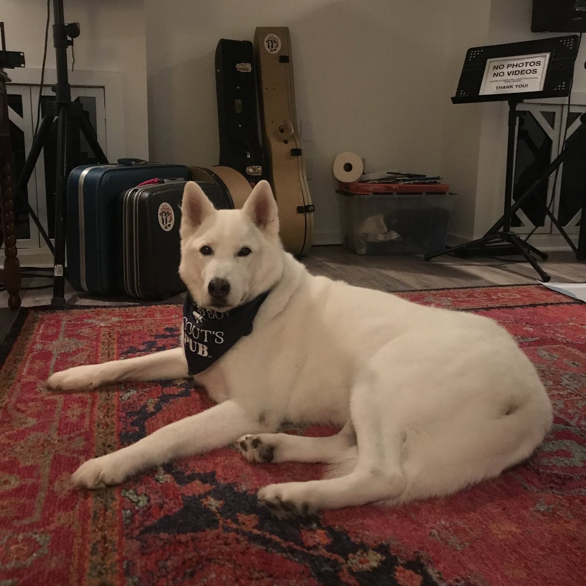 eo_ditty's tweet image. Literally the most handsome guy I have ever seen. #prince #wolvesofx #husky #woodlandcritters #spiritanimal