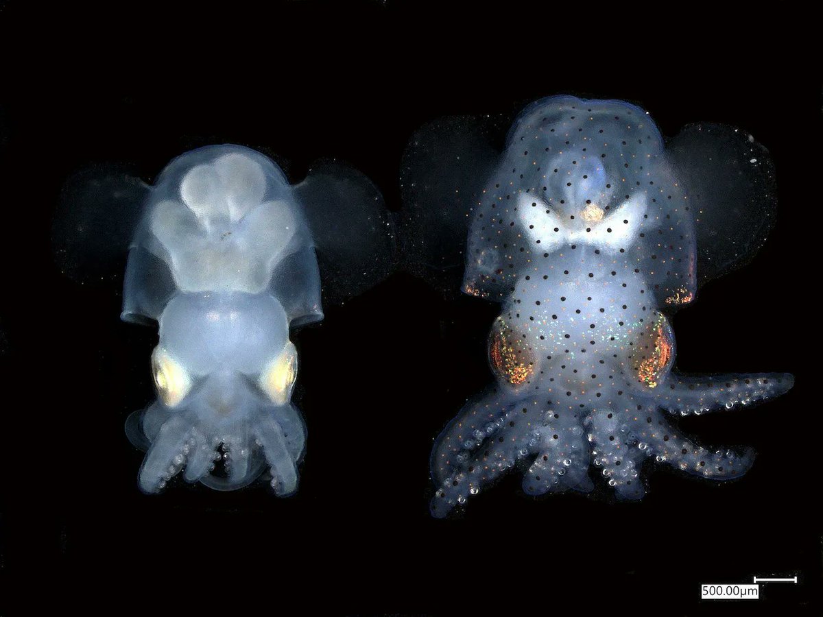 BigAlTechArtFun's tweet photo. Scientists at the Marine Biological Laboratory created an albino strain of bobtail #squid
https://t.co/fVheAsSM6g https://t.co/ixGaXlPdKp