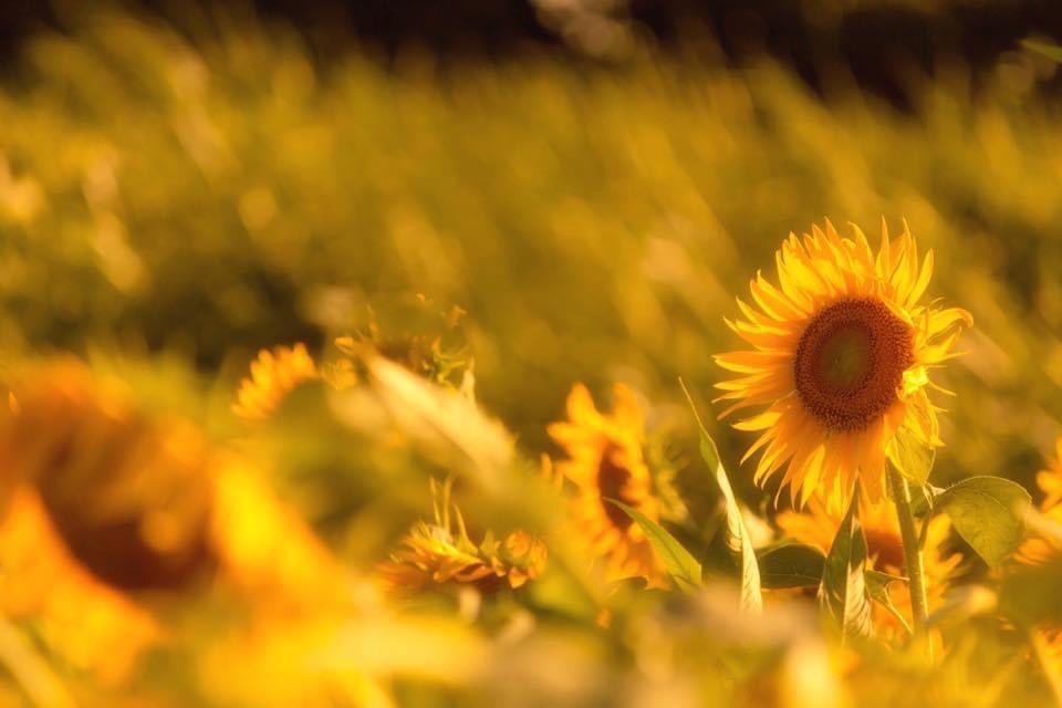 ラジオから
夏の終わりの歌が‼️
　
まだまだ夏だよ〜🌻
終わりにするのやめてもらえますか😆

#夏の終わり