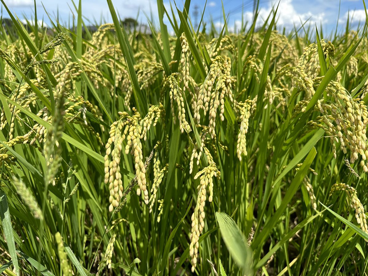 kawataru_j's tweet image. 収穫期 -^-^ *･.° 🌾

収穫の時期が近づいて来ました😊

#BeHappy #ricefield #ricepaddy #landscape #photography #landscapephotography #nature #naturelovers #environment #Japan #稲穂 #農作物 #田んぼ #田園 #自然 #環境 #風景 #風景写真 #写真好きな人と繋がりたい #日本