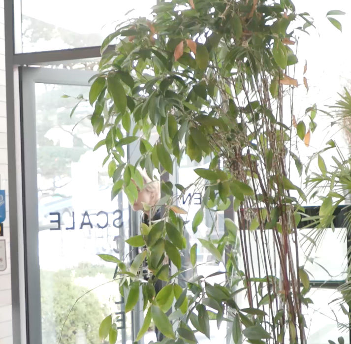 bts2023army2023's tweet image. Dingo Story is a show in which the artist surprises his fans 
8/31 (Thursday) 6:00 PM First release on Dingo Story Channel
8/31(목) 오후 6시 딩고 스토리 채널에서 최초 공개!  
난 준비됐어 넌 준비됐어?💜 

#V #뷔 #BTS #방탄소년단 #김태형 #TAEHYUNG #수고했어오늘도 #dingo #dingostory