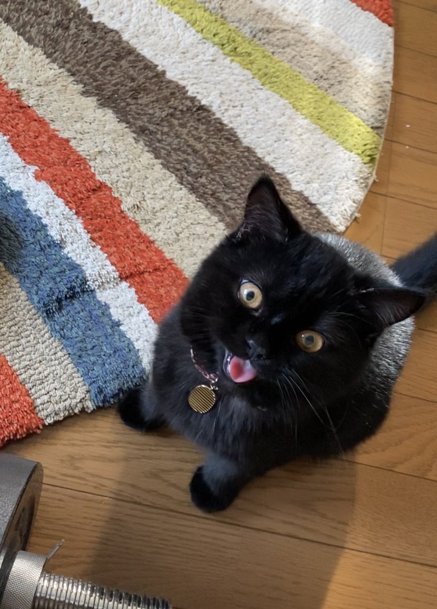 #世界に黒猫の魅力をベストショットで伝えよう
娘がお迎えした可愛い仔💓