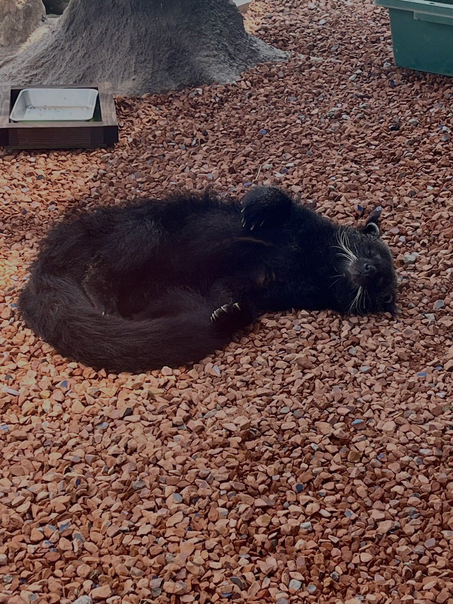 NASU_SAFARIPARK's tweet photo. 大丈夫！？と心配になるくらい、安心しきってぐっすり寝ているズンバくんです😴
#那須サファリパーク #ビントロング #binturong #ズンバ #樹上性の動物のはずなのに… https://t.co/tzkP52s5eL