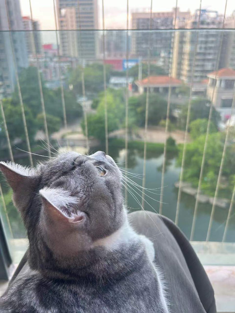 小猫你在想什么