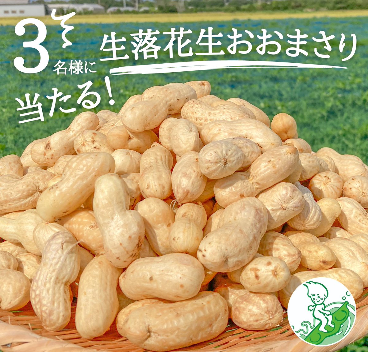 iwasakifarm's tweet photo. 早秋の味覚キャンペーン🎁

やわらかくて濃厚な味わい🥜
生落花生おおまさり１Kgを
３名様にプレゼント致します。

◎応募方法
1️⃣ @iwasakifarm をフォロー
2️⃣このツイートを RT

◎9/3(日)締切
 #懸賞 #キャンペーン #プレゼント https://t.co/4TWBYS8nLA