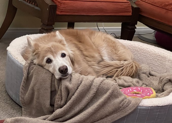My baby is going to an appointment tomorrow that she might not walk away from. 14 years I&rsquo;ve had this