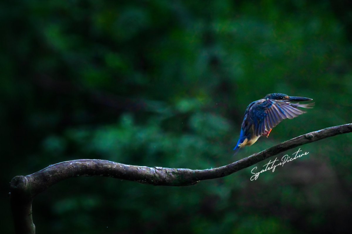 『Landing』

#カワセミ
#野鳥
#PENTAX
#pentaxk3mkiii
#写真好きな人と繋がりたい 
#カメラ好きな人と繫がりたい
#写真で伝える私の世界 
#ファインダー越しの私の世界