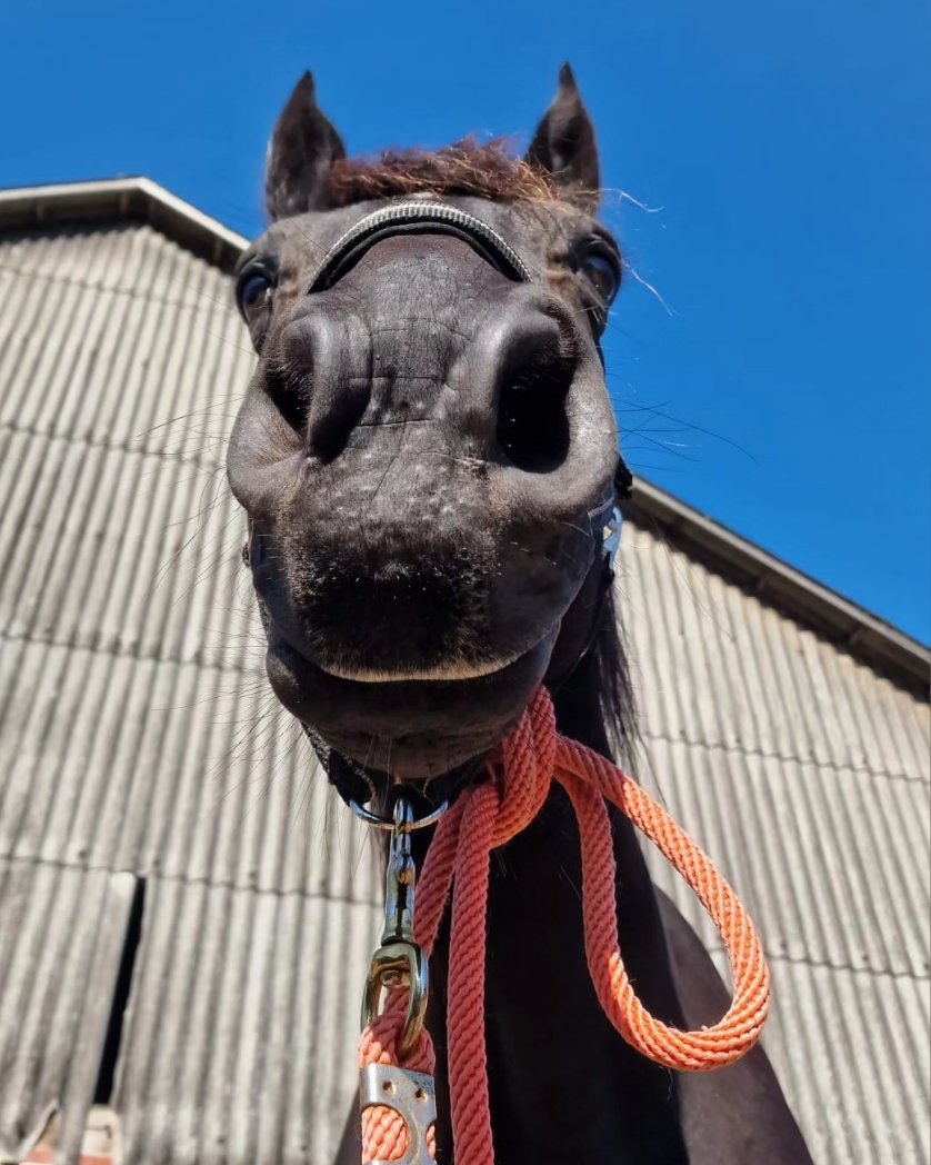 MichaSehlmeyer's tweet photo. Samsung S23 Ultra
#snapshot #horses #horse #blackandwhite #blackandwhitephotography #portraitphotography #portraitphotographer #wirfüreuch #wirfüreuchunterwegs #wirfüreuchdabei #cuxland #fotografie #foto #fotographer #foryou #colorcreators #bnw #pferdefotografie #horseriding https://t.co/HTgq43D4Ul