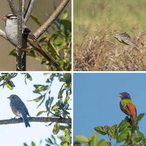 Join us for our September bird walk on Sunday, Sept. 3rd at 7:30 am.  
Bird Walk schedule on our website:  connemaraconservancy.org/events/2023-co…