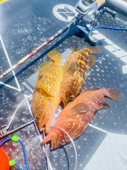 #今日の魚類