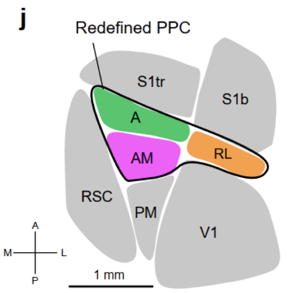 Labrigger's tweet photo. Posterior parietal cortex (PPC) in mice is an overloaded circuit. It has been credited with a ton of different functions. Riichiro Hira has disentangled some of it and provides a new view into its architecture in this work: https://t.co/eOVjcTFtWn (1/6) https://t.co/MLGkyTxsqg