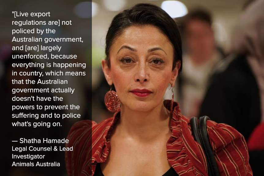 Live sheep export simply needs to end as soon as possible.

Help make that happen: bit.ly/45DL93B

#ABC730 #legislatethedate