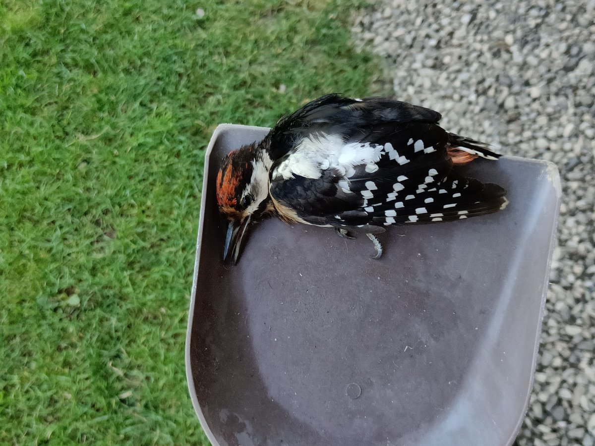 Кіт приніс дятла