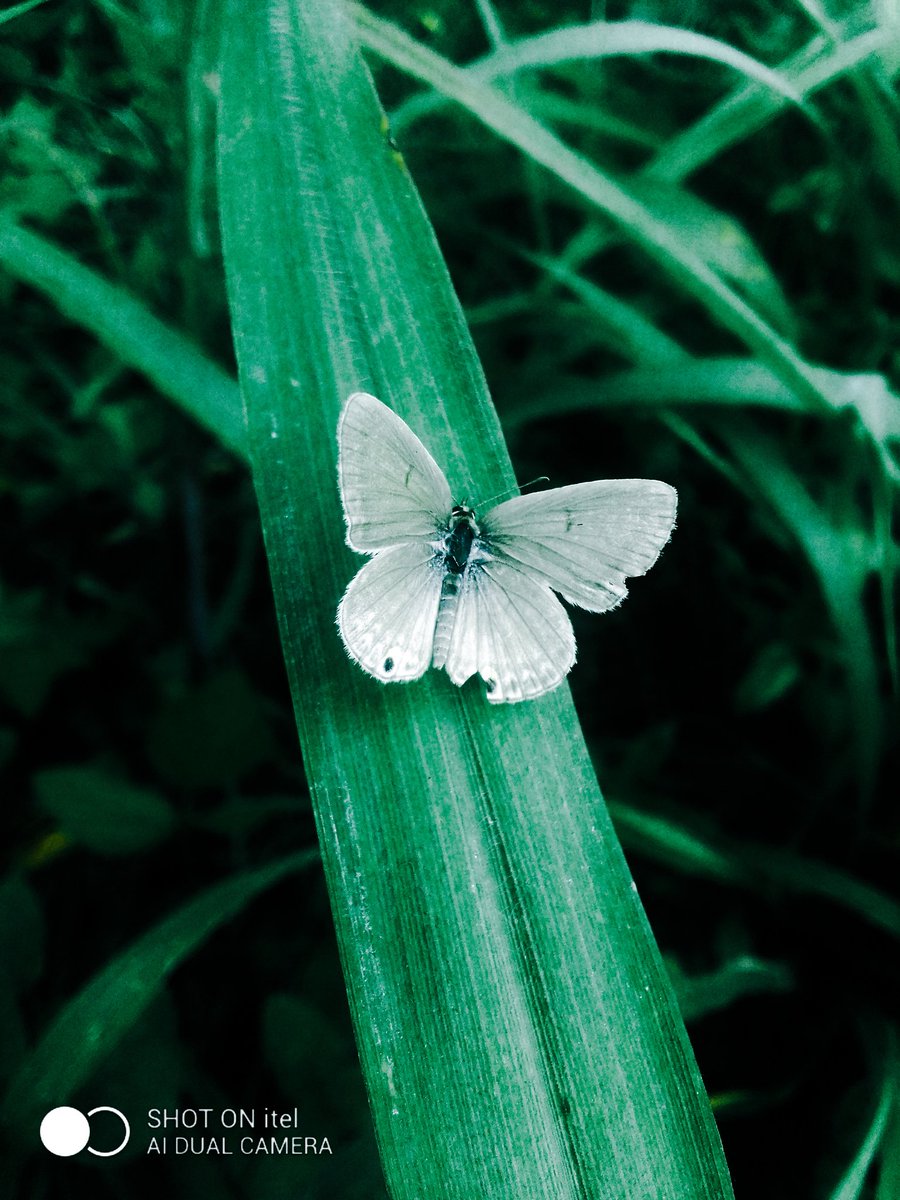 Nwanne_jason's tweet photo. Nature's bliss 🦋🦋🦋🦋
#CaptureWithitel
@itelNigeria https://t.co/uc0UUgkV66