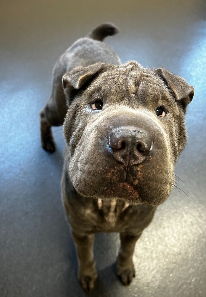 Please retweet to help Nala find a home #SHEFFIELD #YORKSHIRE #UK 

Friendly Blue Sharpei, aged 2, found roaming as a stray. 
She is now in a council kennels, she gets on with other dogs and will need basic training. Please give her an extra share. 
DETAILS👇
