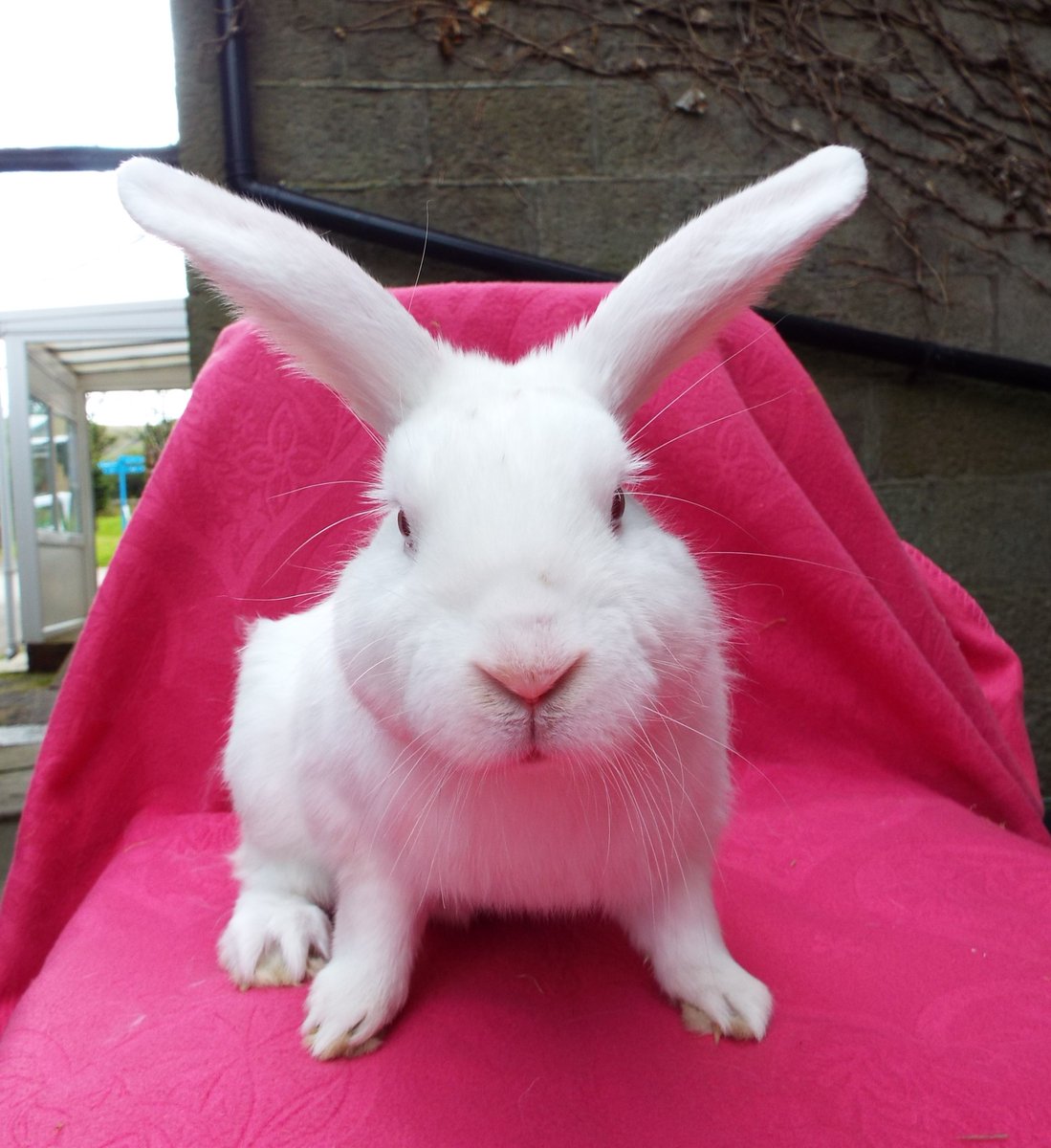 This is Henri who needs a new home, he came to us as a stray. He's around 3 years old, placid & well behaved, he's now neutered & vacced. Details here shortly-bleakholt.org/lancashire-ani… 🙂🐰 #AdoptDontShop #rabbits #bunnies #MondayMotivation #BankHolidayMonday