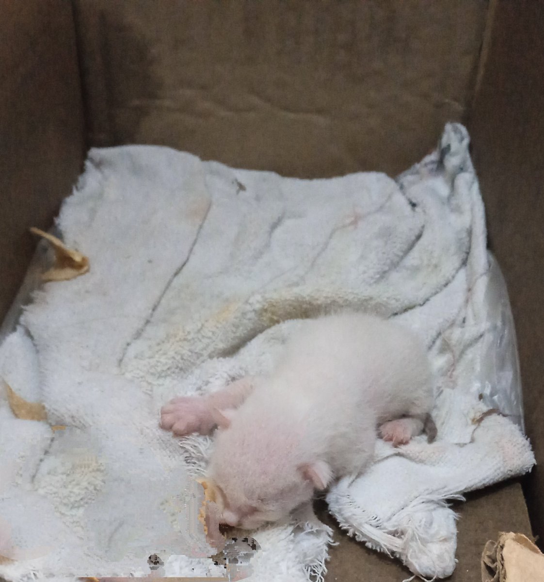 iamRajputani's tweet photo. My cat gave birth to a cute little kitten today... Feeling #blessed https://t.co/m5c86JUwb4