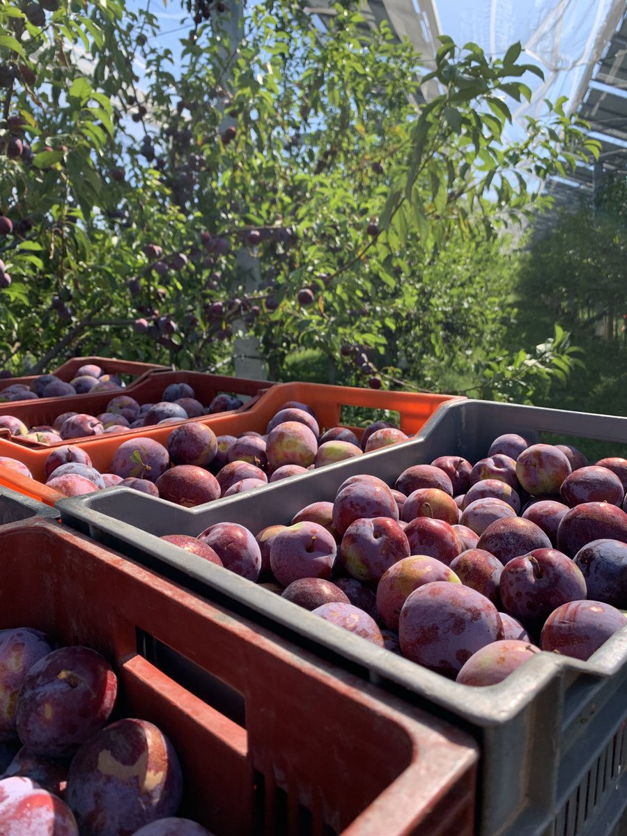 👉  Une très belle récolte de prunes vient de s'achever sur notre site #agrivoltaïque d'Apt, dans le Vaucluse !​ ​ Cette parcelle de pruniers appartenant à Claude Sollier est protégée par Ombrea et la Société du Canal de Provence depuis mars 2023.