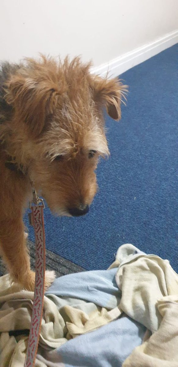 Urgent, please retweet to HELP FIND THE OWNER OF THIS STRAY DOG FOUND MONDAY 28 AUGUST #LIVERPOOL #L9 #UK 

If anyone recognises this dog please contact 👇
facebook.com/groups/1625885…
<a href="/DogslostUK/">DogsLost</a>  <a href="/MissingPetsGB/">Missing Pets GB</a> #dogs #pets #Merseyside