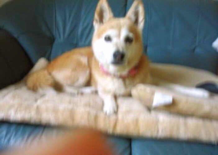 gY2TiUbn6e8e6KL's tweet photo. 【再掲です】
🐶🆘迷子犬🎈 
［＃三重県津市🐕］
🔷2023.8.17
🔴三重県津市久居元町付近で散歩中に逸走〝モモちゃん♀〟探してます🐾🦮
🍀情報は出ていないようです。モモちゃん保護に繋がる情報をお待ちしております、お力をお貸しください🙇‍♂️
＃迷子犬 ＃三重県迷子犬
＃津市迷子犬 ＃柴犬ミックス https://t.co/ECCgLIaX15